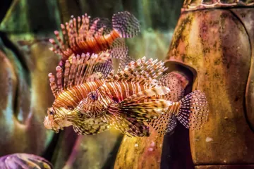 Lijepa, ali ubojita: Riba koja užasava otrovnim bodljama postala je stalni stanovnik Jadrana