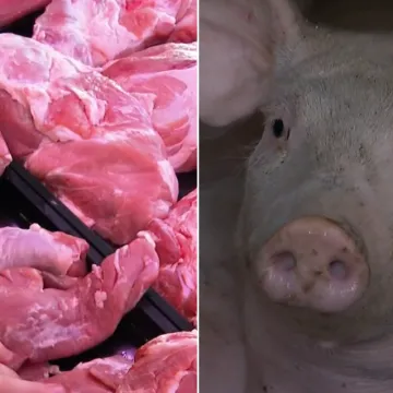 Kraj hrvatskog svinjogojstva? 'Jako blizu, strah nas je da nećemo zavr&scaron;iti kao Slovačka'