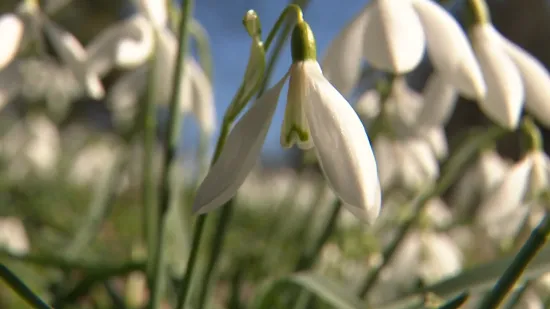 Neobičan prizor na istoku Hrvatske: 'Procvale čim se snijeg počeo topiti'