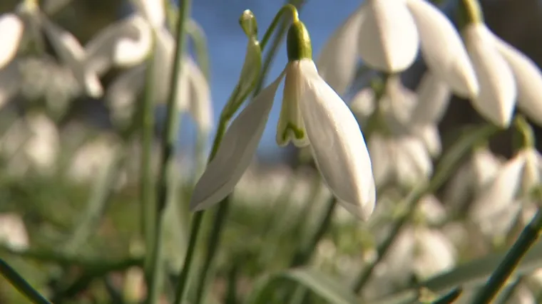 Neobičan prizor na istoku Hrvatske: 'Procvale čim se snijeg počeo topiti'