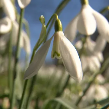 Neobičan prizor na istoku Hrvatske: 'Procvale čim se snijeg počeo topiti'
