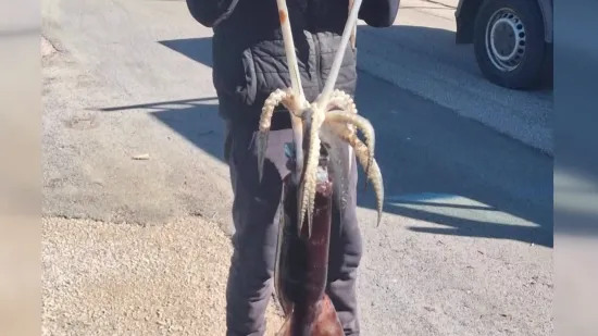 Ribar Dragan iz mora izvukao divovsku lignju: 'Pravi kapitalac!'