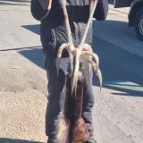 Ribar Dragan iz mora izvukao divovsku lignju: 'Pravi kapitalac!'