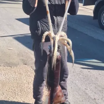 Ribar Dragan iz mora izvukao divovsku lignju: 'Pravi kapitalac!'