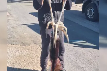 Ribar Dragan iz mora izvukao divovsku lignju: 'Pravi kapitalac!'