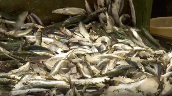 Prosječna srdela smanjila se s 15 na 12 centimetara: Ribari za to prona&scaron;li glavnog krivca