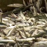 Prosječna srdela smanjila se s 15 na 12 centimetara: Ribari za to prona&scaron;li glavnog krivca