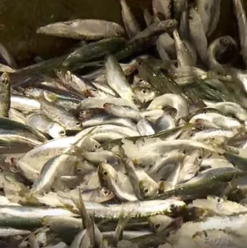 Prosječna srdela smanjila se s 15 na 12 centimetara: Ribari za to prona&scaron;li glavnog krivca