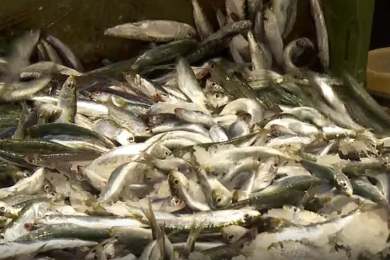 Prosječna srdela smanjila se s 15 na 12 centimetara: Ribari za to prona&scaron;li glavnog krivca