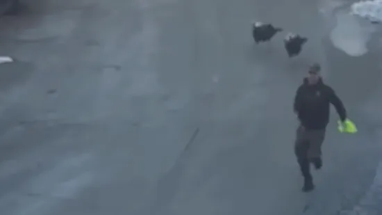 Video u kojem mu&scaron;karca jure dva purana nasmijao je sve do suza: Ovo jo&scaron; niste vidjeli!