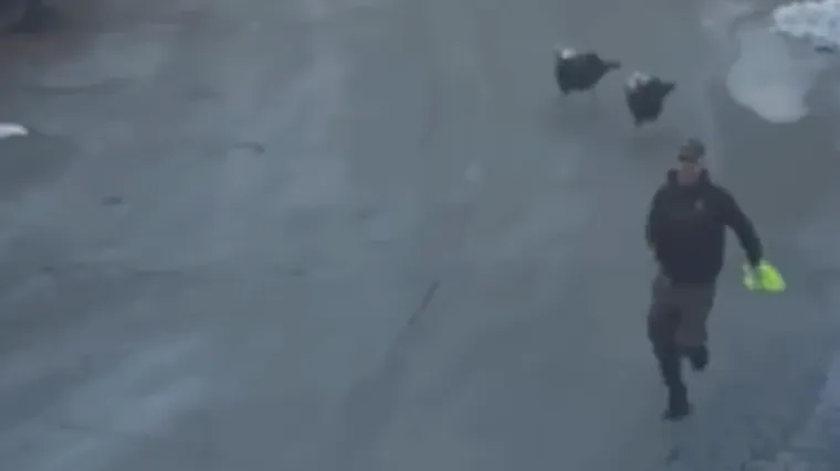 Video u kojem mu&scaron;karca jure dva purana nasmijao je sve do suza: Ovo jo&scaron; niste vidjeli!