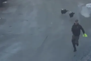 Video u kojem mu&scaron;karca jure dva purana nasmijao je sve do suza: Ovo jo&scaron; niste vidjeli!