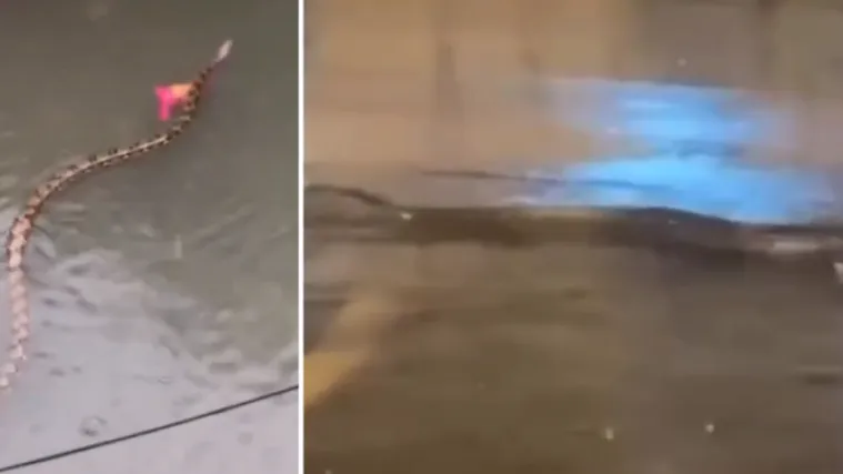 Monsunke ki&scaron;e potopile turistički raj, &scaron;ire se snimke golemih pitona koji plivaju ulicama