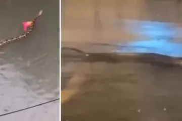 Monsunke ki&scaron;e potopile turistički raj, &scaron;ire se snimke golemih pitona koji plivaju ulicama