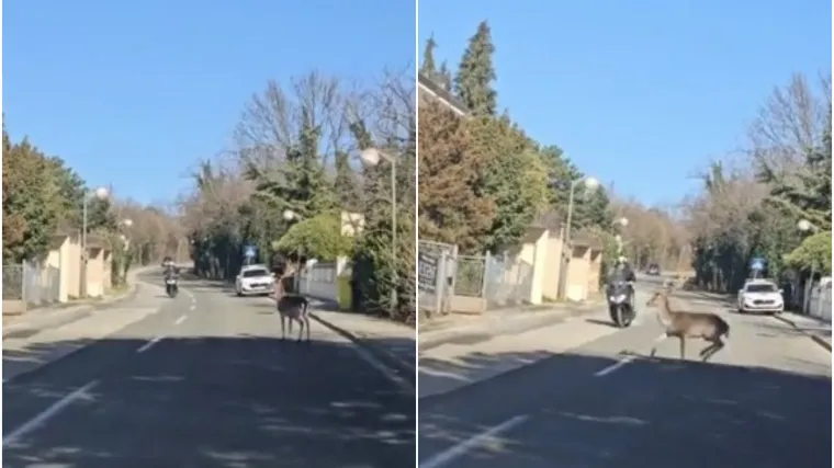 Jelen na Pantovčaku se zabio u motociklista: Pogledajte snimku, apsurdno je to &scaron;to je napravio