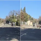 Jelen na Pantovčaku se zabio u motociklista: Pogledajte snimku, apsurdno je to &scaron;to je napravio