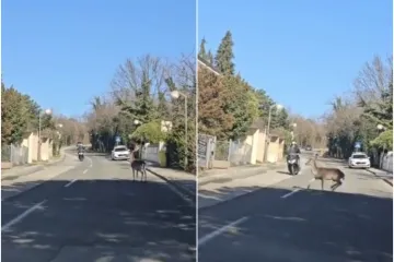 Jelen na Pantovčaku se zabio u motociklista: Pogledajte snimku, apsurdno je to &scaron;to je napravio