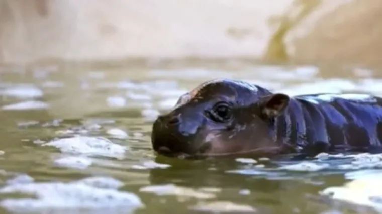 Nova zvijezda ZOO-a: Ime ovog bombončića izabrali su glasači