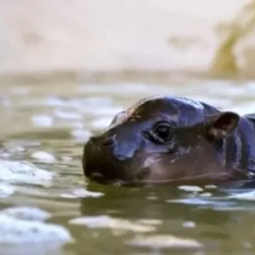 Nova zvijezda ZOO-a: Ime ovog bombončića izabrali su glasači