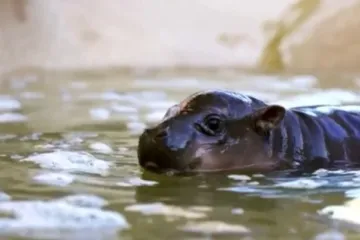 Nova zvijezda ZOO-a: Ime ovog bombončića izabrali su glasači