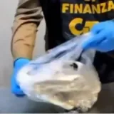 Policija objavila rat ilegalnoj trgovini ugroženim divljim životinjama