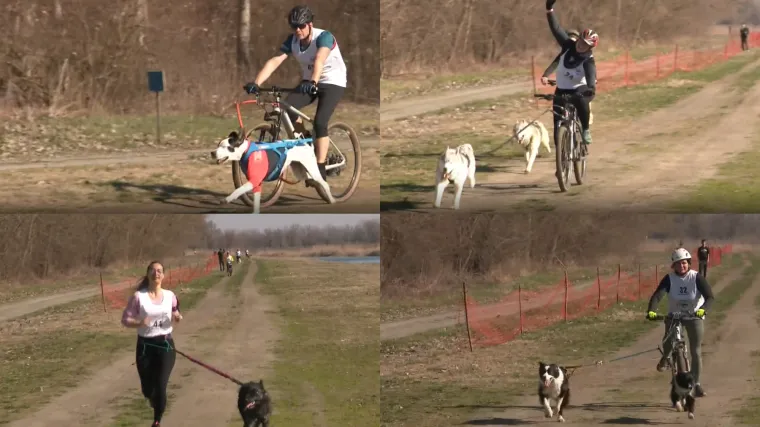 Kad pas povuče, sve ide lak&scaron;e: U Bilju održano neobično sportsko natjecanje