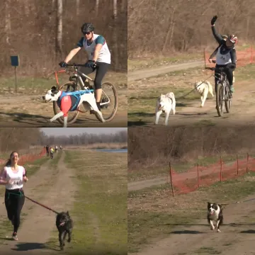 Kad pas povuče, sve ide lak&scaron;e: U Bilju održano neobično sportsko natjecanje