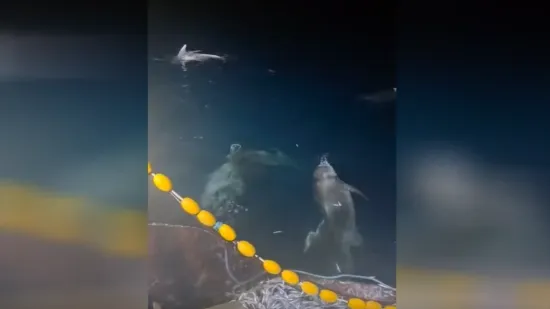 Morski spektakl za turiste, noćna mora za ribare: Oni haraju mrežama u Dalmaciji