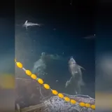 Morski spektakl za turiste, noćna mora za ribare: Oni haraju mrežama u Dalmaciji