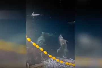 Morski spektakl za turiste, noćna mora za ribare: Oni haraju mrežama u Dalmaciji