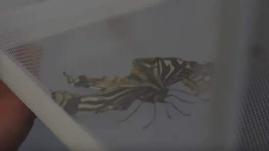 Nakon žohara i pauka, sad je na njega do&scaron;ao red: Izlegao se u bestežinskom stanju