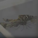 Nakon žohara i pauka, sad je na njega do&scaron;ao red: Izlegao se u bestežinskom stanju