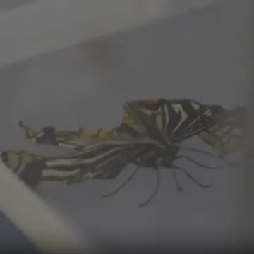 Nakon žohara i pauka, sad je na njega do&scaron;ao red: Izlegao se u bestežinskom stanju