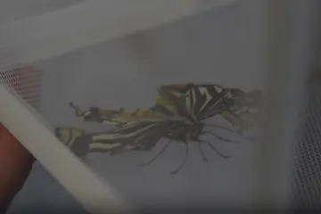 Nakon žohara i pauka, sad je na njega do&scaron;ao red: Izlegao se u bestežinskom stanju