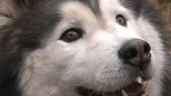 Filmska priča iz Umaga: Nakon pet mjeseci potrage, haski Uki vratio se kući