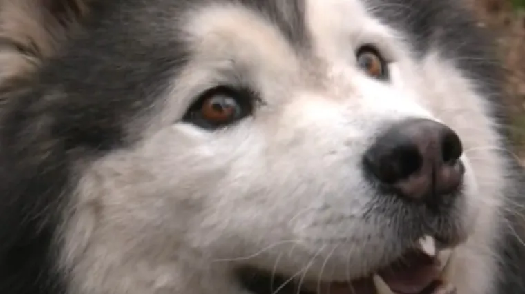 Filmska priča iz Umaga: Nakon pet mjeseci potrage, haski Uki vratio se kući