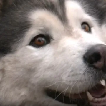 Filmska priča iz Umaga: Nakon pet mjeseci potrage, haski Uki vratio se kući