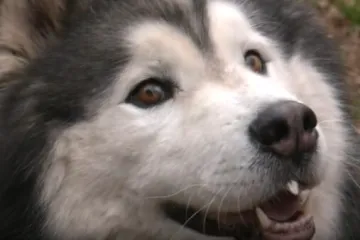 Filmska priča iz Umaga: Nakon pet mjeseci potrage, haski Uki vratio se kući