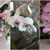 Elegantne i egzotične: Neke žive i do sto godina, a ovo su va&scaron;e fotografije