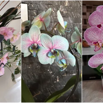 Elegantne i egzotične: Neke žive i do sto godina, a ovo su va&scaron;e fotografije