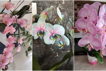 Elegantne i egzotične: Neke žive i do sto godina, a ovo su va&scaron;e fotografije