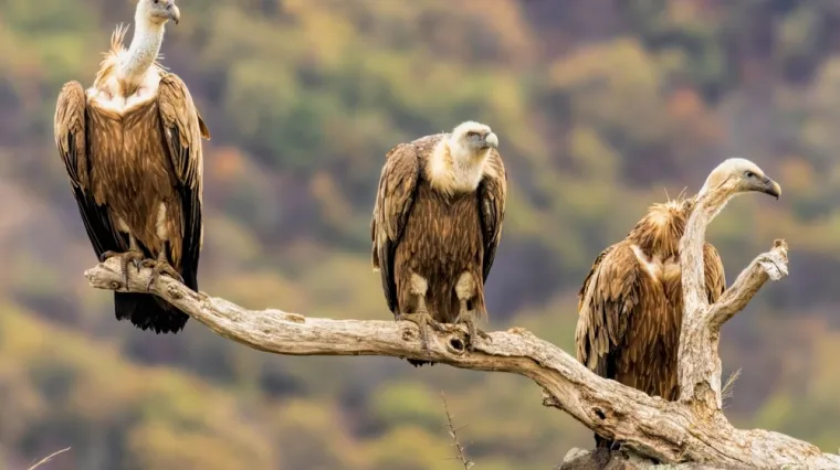 [KVIZ] Samo će najveći znalci rasturiti na ovim pitanjima o velikim pticama