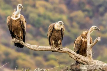 [KVIZ] Samo će najveći znalci rasturiti na ovim pitanjima o velikim pticama