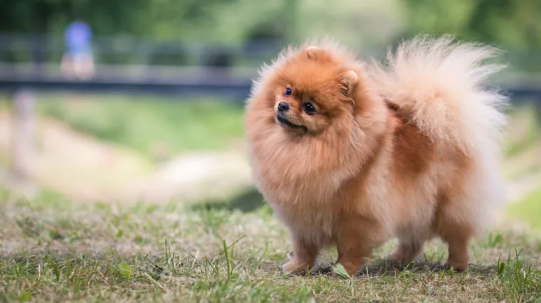 Minijaturni psi velikog karaktera: Među rijetkim su pasminama koje su preživjele tragediju Titanica