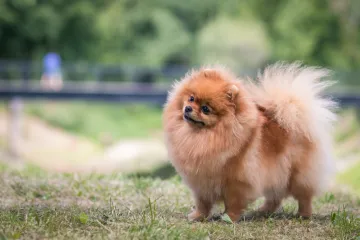 Minijaturni psi velikog karaktera: Među rijetkim su pasminama koje su preživjele tragediju Titanica