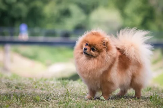 Minijaturni psi velikog karaktera: Među rijetkim su pasminama koje su preživjele tragediju Titanica