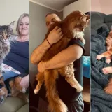 Veliki nježni divovi koji uživaju u maženju: Va&scaron;e ljubimice svakome će izmamiti osmijeh na lice