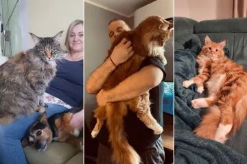 Veliki nježni divovi koji uživaju u maženju: Va&scaron;e ljubimice svakome će izmamiti osmijeh na lice