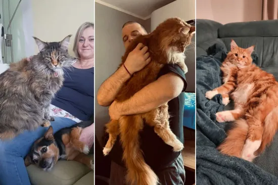 Veliki nježni divovi koji uživaju u maženju: Va&scaron;e ljubimice svakome će izmamiti osmijeh na lice