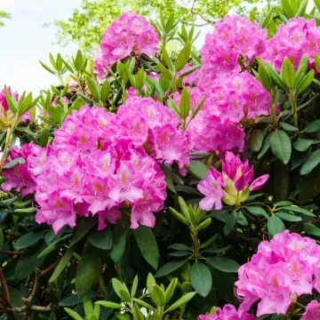 Rasko&scaron;na i prilagodljiva: Ova biljka nagradit će vas buketom dekorativnih cvjetova